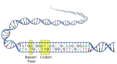 Darstellung der DNA-Basispaare und Codone